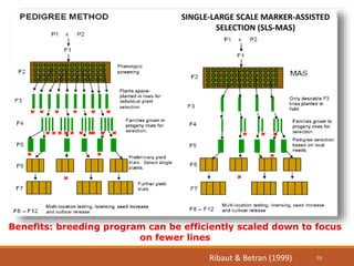 Benefits: breeding program can be efficiently scaled down to focus
on fewer lines
Ribaut & Betran (1999)
SINGLE-LARGE SCALE MARKER-ASSISTED
SELECTION (SLS-MAS)
55
 
