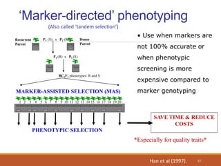 ‘Marker-directed’ phenotyping
BC1F1 phenotypes: R and S
P1 (S) x P2 (R)
F1 (R) x P1 (S)
Recurrent
Parent
Donor
Parent
1 2 3 4 5 6 7 8 9 10 11 12 13 14 15 16 17 18 19 20 …
SAVE TIME & REDUCE
COSTS
*Especially for quality traits*
MARKER-ASSISTED SELECTION (MAS)
PHENOTYPIC SELECTION
(Also called ‘tandem selection’)
• Use when markers are
not 100% accurate or
when phenotypic
screening is more
expensive compared to
marker genotyping
Han et al (1997). 57
 