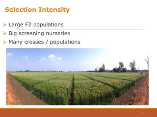 Selection Intensity
 Large F2 populations
 Big screening nurseries
 Many crosses / populations
7
 
