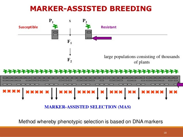 Smart Breeding Technology Smart Breeding: Präzisionszüchtung Mit Markern – ECCKF