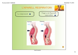 El_cos_huma­1. 
notebook 
13 
November 17, 2014 
L'APARELL RESPIRATORI 
La respiració Organs de l'aparell 
Aparell respiratori 
respiratori 
Inspiració Expiració 
 