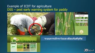 ระบบการเฝ้ าระวังและเตือนภัยศัรูพืช
DSS – pest early warning system for paddy