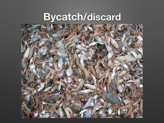 Bycatch/discard
 