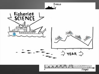 Fish stock assessment
 