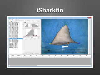 iSharkﬁn
 