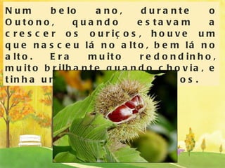Num belo ano, durante o Outono, quando estavam a crescer os ouriços, houve um que nasceu lá no alto, bem lá no alto. Era muito redondinho, muito brilhante quando chovia, e tinha uns picos muito afiados. 