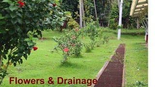 Flowers & Drainage
 
