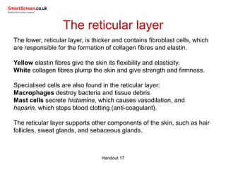 The reticular layer
The lower, reticular layer, is thicker and contains fibroblast cells, which
are responsible for the formation of collagen fibres and elastin.
Yellow elastin fibres give the skin its flexibility and elasticity.
White collagen fibres plump the skin and give strength and firmness.
Specialised cells are also found in the reticular layer:
Macrophages destroy bacteria and tissue debris
Mast cells secrete histamine, which causes vasodilation, and
heparin, which stops blood clotting (anti-coagulant).
The reticular layer supports other components of the skin, such as hair
follicles, sweat glands, and sebaceous glands.
Handout 17
 
