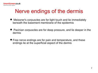 Nerve endings of the dermis
 Meissner's corpuscles are for light touch and lie immediately
beneath the basement membrane of the epidermis
 Pacinian corpuscles are for deep pressure, and lie deeper in the
dermis
Free nerve endings are for pain and temperature, and these
endings lie at the superficial aspect of the dermis
7
 