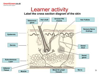 Learner activity
Label the cross section diagram of the skin
9
Arrector Pili
muscle
Sweat
Duct
Sensory Nerve
Endings
Hair shaft
Adipose
Tissue
Subcutaneous
Layer
Dermis
Epidermis
Sweat
gland
Blood & Lymph
Vessels
Nerve
Sebaceous
gland
Hair Follicle
Muscle
 