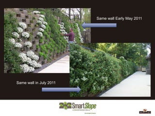 Same wall Early May 2011




Same wall in July 2011
 