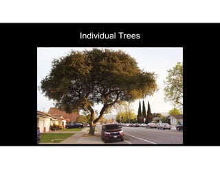 Individual Trees
 