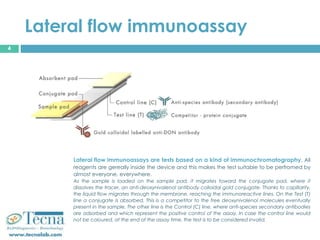 Smart strip don: a new, fast, reliable lateral flow for vomitoxin | PPTX