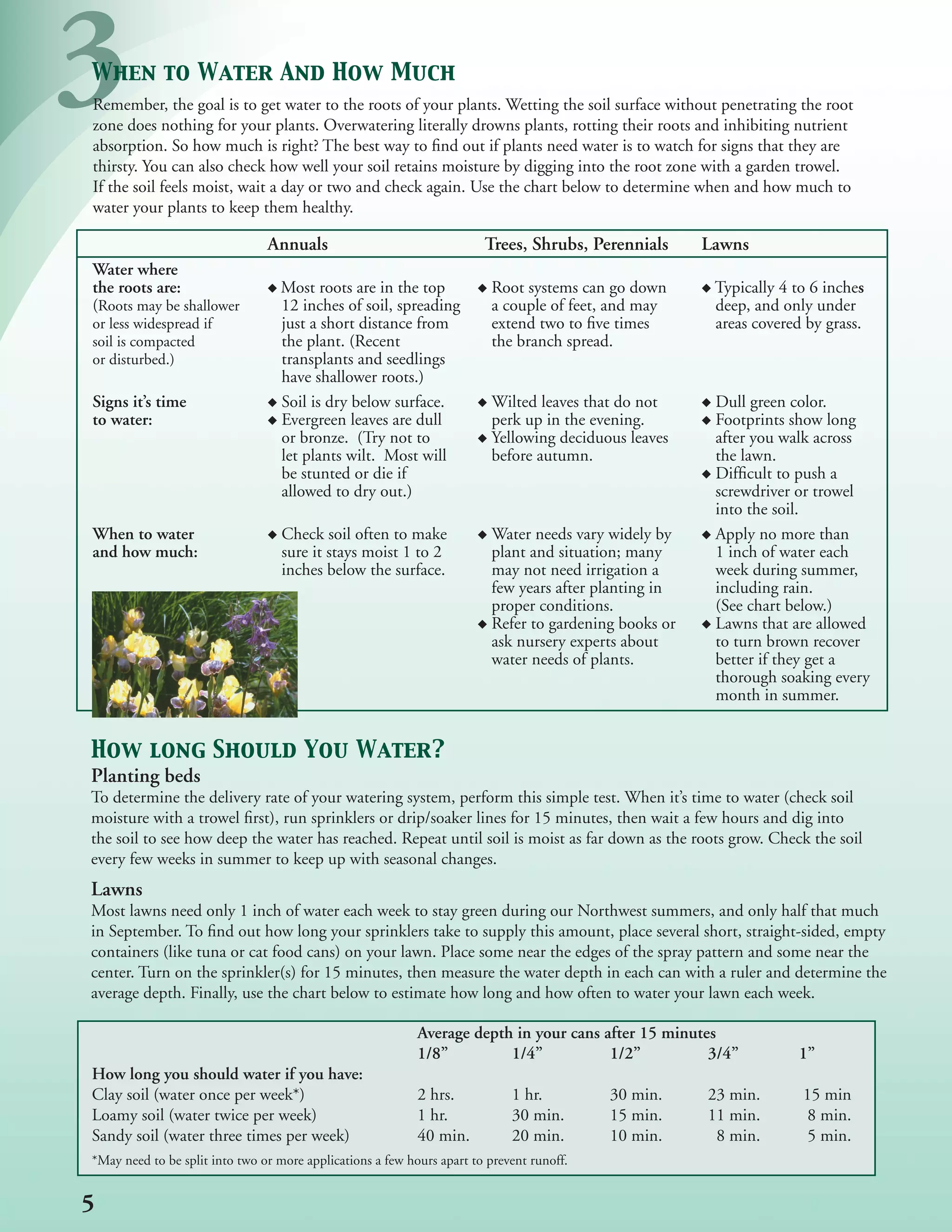 3
When to Water And How Much
Remember, the goal is to get water to the roots of your plants. Wetting the soil surface without penetrating the root
zone does nothing for your plants. Overwatering literally drowns plants, rotting their roots and inhibiting nutrient
absorption. So how much is right? The best way to find out if plants need water is to watch for signs that they are
thirsty. You can also check how well your soil retains moisture by digging into the root zone with a garden trowel.
If the soil feels moist, wait a day or two and check again. Use the chart below to determine when and how much to
water your plants to keep them healthy.

                                Annuals                                 Trees, Shrubs, Perennials	     Lawns
Water where
the roots are:	                   Most roots are in the top              Root systems can go down       Typically 4 to 6 inches
(Roots may be shallower           12 inches of soil, spreading           a couple of feet, and may      deep, and only under
or less widespread if             just a short distance from             extend two to five times       areas covered by grass.
soil is compacted                 the plant. (Recent                     the branch spread.
or disturbed.)                    transplants and seedlings
                                  have shallower roots.)
Signs it’s time                   Soil is dry below surface.             Wilted leaves that do not      Dull green color.
to water:                         Evergreen leaves are dull              perk up in the evening.        Footprints show long
                                  or bronze. (Try not to                 Yellowing deciduous leaves     after you walk across
                                  let plants wilt. Most will             before autumn.                 the lawn.
                                  be stunted or die if                                                  Difficult to push a
                                  allowed to dry out.)                                                  screwdriver or trowel
                                                                                                        into the soil.
When to water                     Check soil often to make               Water needs vary widely by     Apply no more than
and how much:	                  	 sure it stays moist 1 to 2             plant and situation; many      1 inch of water each
                                  inches below the surface.              may not need irrigation a      week during summer,
                                                                         few years after planting in    including rain.
                                                                         proper conditions.             (See chart below.)
                                                                         Refer to gardening books or    Lawns that are allowed
                                                                         ask nursery experts about      to turn brown recover
                                                                         water needs of plants.         better if they get a
                                                                                                        thorough soaking every
                                                                                                        month in summer.


How long Should You Water?
Planting beds
To determine the delivery rate of your watering system, perform this simple test. When it’s time to water (check soil
moisture with a trowel first), run sprinklers or drip/soaker lines for 15 minutes, then wait a few hours and dig into
the soil to see how deep the water has reached. Repeat until soil is moist as far down as the roots grow. Check the soil
every few weeks in summer to keep up with seasonal changes.
Lawns
Most lawns need only 1 inch of water each week to stay green during our Northwest summers, and only half that much
in September. To find out how long your sprinklers take to supply this amount, place several short, straight-sided, empty
containers (like tuna or cat food cans) on your lawn. Place some near the edges of the spray pattern and some near the
center. Turn on the sprinkler(s) for 15 minutes, then measure the water depth in each can with a ruler and determine the
average depth. Finally, use the chart below to estimate how long and how often to water your lawn each week.

                                                            Average depth in your cans after 15 minutes
                                                            1/8”	        1/4”	          1/2”	         3/4”	         1”
How long you should water if you have:
Clay soil (water once per week*)                            2 hrs.           1 hr.         30 min.     23 min.       15 min
Loamy soil (water twice per week)                           1 hr.            30 min.       15 min.     11 min.       8 min.
Sandy soil (water three times per week)                     40 min.          20 min.       10 min.      8 min.        5 min.
*May need to be split into two or more applications a few hours apart to prevent runoff.


5
 