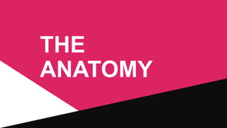 THE
ANATOMY

 