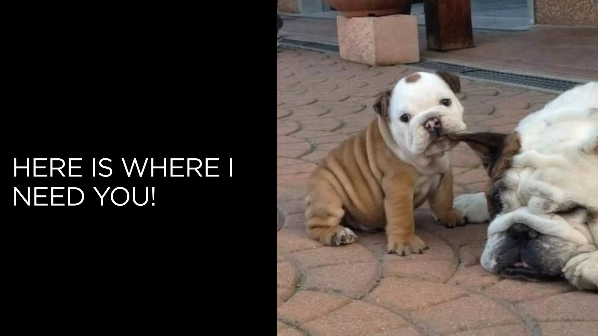 HERE IS WHERE I
NEED YOU!
 