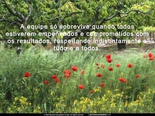 A equipe só sobrevive quando todos
estiverem empenhados e comprometidos com
os resultados, respeitando indistintamente a
tudo e a todos.
 
