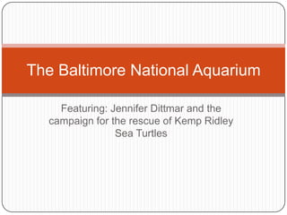 The Baltimore National Aquarium

    Featuring: Jennifer Dittmar and the
  campaign for the rescue of Kemp Ridley
                Sea Turtles
 
