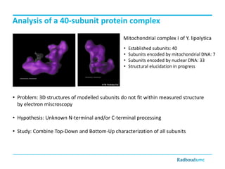 Analysis of a 40-subunit protein complex
Mitochondrial complex I of Y. lipolytica
•
•
•
•

Established subunits: 40
Subunits encoded by mitochondrial DNA: 7
Subunits encoded by nuclear DNA: 33
Structural elucidation in progress

• Problem: 3D structures of modelled subunits do not fit within measured structure
by electron miscroscopy

• Hypothesis: Unknown N-terminal and/or C-terminal processing
• Study: Combine Top-Down and Bottom-Up characterization of all subunits

 