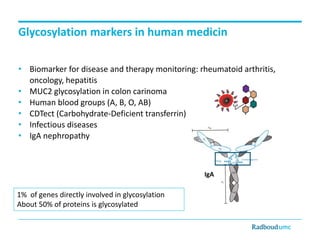 Glycosylation markers in human medicin
• Biomarker for disease and therapy monitoring: rheumatoid arthritis,
oncology, hepatitis
• MUC2 glycosylation in colon carinoma
• Human blood groups (A, B, O, AB)
• CDTect (Carbohydrate-Deficient transferrin)
• Infectious diseases
• IgA nephropathy

IgA

1% of genes directly involved in glycosylation
About 50% of proteins is glycosylated

 