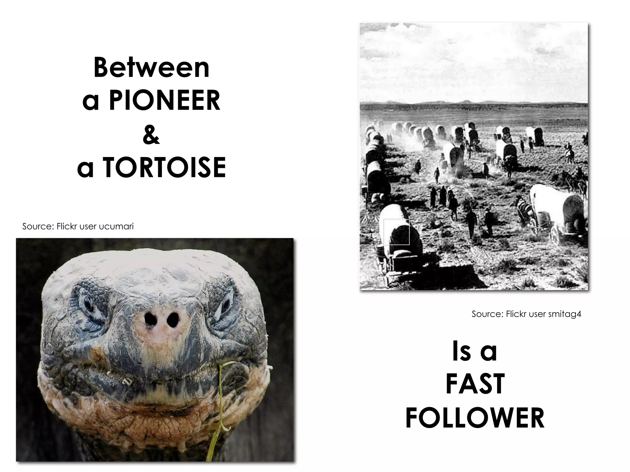Between
             a PIONEER
                 &
             a TORTOISE
Source: Flickr user ucumari




                                 Source: Flickr user smitag4



                                 Is a
                                FAST
                              FOLLOWER
 
