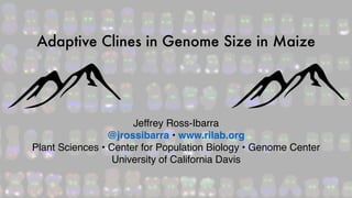 Jeffrey Ross-Ibarra
@jrossibarra • www.rilab.org
Plant Sciences • Center for Population Biology • Genome Center
University of California Davis
Adaptive Clines in Genome Size in Maize
 