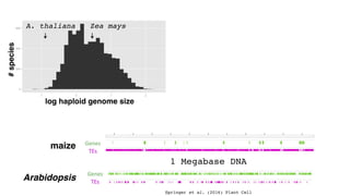 Brandon Gaut
log haploid genome size
Zea maysA. thaliana
#species
Springer et al. (2016) Plant Cell
1 Megabase DNA
maize
A...