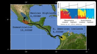 Domestication
10,000BP
Mexican Highlands
6,000BP
S. American lowlands
6,000BP
Andes
4,000BP
Takuno et al. (2015) Genetics
...