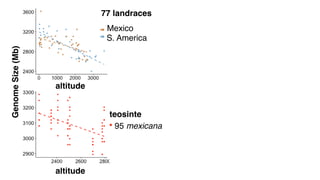 altitude
GenomeSize(Mb) 77 landraces
S. America
Mexico
teosinte
95 mexicana
altitude
genome size (bp)
#individuals
h2~0.9
 