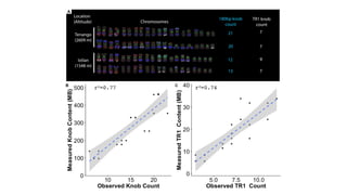 P = µ + alt ⇤ A + GS ⇤ GS + g + "
g ⇠ MV N (0, VAK)
" ⇠ N (0, V✏)
AltitudeRepeat
Genome Size
as Covariate
Additive
Compone...