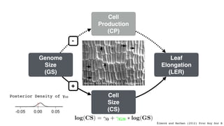 Leaf
Elongation
(LER)
Cell
Size
(CS)
Cell
Production
(CP)
Genome
Size
(GS)
+
-
log(LER) = ⌧0 + ⌧GS ⇤ log(GS)
log(CS) = 0 +...