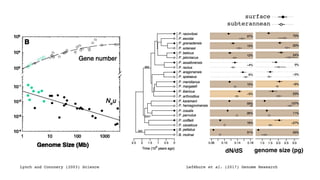 Lynch and Connnery (2003) Science Lefébure et al. (2017) Genome Research
genome size (pg)dN/dS
surface
subterannean
 
