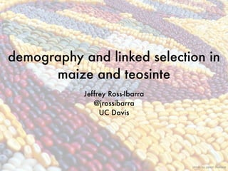 demography and linked selection in
maize and teosinte
Jeffrey Ross-Ibarra
@jrossibarra
UC Davis
photo by Jason Wallace
 