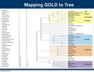 Mapping GOLD to Tree
Priapulida 1 0
Phaeophyceae 1 0
Rotifera 1 0
Hemichordata 1 0
Pinguiophyceae 1 0
Ctenophora 1 0
Bolidophyceae 1 0
Chaetognatha 1 0
Porifera 2 0
Xanthophyceae 2 0
Tardigrada 2 0
Euglenida 2 0
Chromerida 3 0
Placozoa 3 0
Glomeromycota 3 0
Cryptomycota 4 0
Blastocladiomycota 5 0
Echinodermata 6 0
Entomophthoromycota 9 0
Chytridiomycota 12 0
Neocallimastigomycota 12 0
Annelida 13 0
Eustigmatophyceae 13 0
Cnidaria 18 0
Bacillariophyta 21 0
Platyhelminthes 23 0
Mollusca 25 0
Microsporidia 31 1
Chlorophyta 77 1
Nematoda 110 2
Apicomplexa 264 5
Arthropoda 370 7
Chordata 626 12
Streptophyta 796 15
Basidiomycota 976 18
Ascomycota 1,251 23
530 SYSTEMATIC BIOLOGY VOL. 59
a 97-taxon data set of Rhizaria that included all lin-
eages with previously published data plus additional
multigene data for 12 taxa added for this study (Table
S1). Three major clades are strongly supported, though
the relationships among them are unresolved: i) Cerco-
zoa, ii) Foraminifera plus Polycystinea and Acantharea
(formerly classiﬁed with Phaeodarea as radiolarians),
and (iii) the parasitic Haplosporidia and Plasmodio-
phorida with Gromia and vampyrellids (Fig. 3; Bass
et al. 2009). We show that Theratromyxa, a nematode-
eating soil amoeba, is related to vampyrellid amoebae
(Fig. 3; 100% BS), and together they are sister to the plant
parasites plasmodiophorids (100% BS). The SSU-rDNA
sequence for Theratromyxa is identical to an amoeba iso-
lated from Siberia where it was identiﬁed as Arachnula
impatiens (EU567294; Bass et al. 2009).
The topology within the Excavata is consistent with
previous hypotheses and clades with ultrastructural
identities (Simpson 2003; Fig. 4), when contaminant
EST data originally mislabeled as Streblomastix strix
are excluded (Slamovits and Keeling 2006). Excavata
is often polyphyletic in other analyses because Malaw-
imonas branches outside the other clades of Excavata
(Rodr´ıguez-Ezpeleta et al. 2007a; Hampl et al. 2009),
whereas in analyses of fewer genes Excavata mem-
bers fall into 2 or 3 clades (Parfrey et al. 2006; Simp-
son et al. 2006). Although Malawimonas nests robustly
within Excavata in our analyses, it does not have a
stable sister group and may represent an independent
lineage (Fig. 4). Our analyses conﬁrm that Stephanopogon
(unplaced in Patterson 1999) branches within Heterolo-
bosea (Cavalier-Smith and Nikolaev 2008; Yubuki and
Leander 2008) and suggests that another enigmatic ﬂag-
ellate, ATCC 50646 (tentatively named Soginia anisocys-
tis) is a basal member of Heterolobosea.
FIGURE 5. Summary of major ﬁndings—the evolutionary relation-
ships among major lineages of eukaryotes. Clades have been collapsed
included all lin-
a plus additional
this study (Table
esolved: i) Cerco-
as radiolarians),
and Plasmodio-
Bass
a nematode-
pyrellid amoebae
sister to the plant
to an amoeba iso-
Arachnula
th ultrastructural
hen contaminant
). Excavata
Malaw-
),
s Excavata mem-
Simp-
t an independent
within Heterolo-
er enigmatic ﬂag-
Soginia anisocys-
Monday, April 29, 13
 