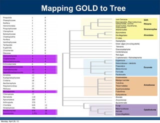 Priapulida 1 0
Phaeophyceae 1 0
Rotifera 1 0
Hemichordata 1 0
Pinguiophyceae 1 0
Ctenophora 1 0
Bolidophyceae 1 0
Chaetognatha 1 0
Porifera 2 0
Xanthophyceae 2 0
Tardigrada 2 0
Euglenida 2 0
Chromerida 3 0
Placozoa 3 0
Glomeromycota 3 0
Cryptomycota 4 0
Blastocladiomycota 5 0
Echinodermata 6 0
Entomophthoromycota 9 0
Chytridiomycota 12 0
Neocallimastigomycota 12 0
Annelida 13 0
Eustigmatophyceae 13 0
Cnidaria 18 0
Bacillariophyta 21 0
Platyhelminthes 23 0
Mollusca 25 0
Microsporidia 31 1
Chlorophyta 77 1
Nematoda 110 2
Apicomplexa 264 5
Arthropoda 370 7
Chordata 626 12
Streptophyta 796 15
Basidiomycota 976 18
Ascomycota 1,251 23
530 SYSTEMATIC BIOLOGY VOL. 59
a 97-taxon data set of Rhizaria that included all lin-
eages with previously published data plus additional
multigene data for 12 taxa added for this study (Table
S1). Three major clades are strongly supported, though
the relationships among them are unresolved: i) Cerco-
zoa, ii) Foraminifera plus Polycystinea and Acantharea
(formerly classiﬁed with Phaeodarea as radiolarians),
and (iii) the parasitic Haplosporidia and Plasmodio-
phorida with Gromia and vampyrellids (Fig. 3; Bass
et al. 2009). We show that Theratromyxa, a nematode-
eating soil amoeba, is related to vampyrellid amoebae
(Fig. 3; 100% BS), and together they are sister to the plant
parasites plasmodiophorids (100% BS). The SSU-rDNA
sequence for Theratromyxa is identical to an amoeba iso-
lated from Siberia where it was identiﬁed as Arachnula
impatiens (EU567294; Bass et al. 2009).
The topology within the Excavata is consistent with
previous hypotheses and clades with ultrastructural
identities (Simpson 2003; Fig. 4), when contaminant
EST data originally mislabeled as Streblomastix strix
are excluded (Slamovits and Keeling 2006). Excavata
is often polyphyletic in other analyses because Malaw-
imonas branches outside the other clades of Excavata
(Rodr´ıguez-Ezpeleta et al. 2007a; Hampl et al. 2009),
whereas in analyses of fewer genes Excavata mem-
bers fall into 2 or 3 clades (Parfrey et al. 2006; Simp-
son et al. 2006). Although Malawimonas nests robustly
within Excavata in our analyses, it does not have a
stable sister group and may represent an independent
lineage (Fig. 4). Our analyses conﬁrm that Stephanopogon
(unplaced in Patterson 1999) branches within Heterolo-
bosea (Cavalier-Smith and Nikolaev 2008; Yubuki and
Leander 2008) and suggests that another enigmatic ﬂag-
ellate, ATCC 50646 (tentatively named Soginia anisocys-
tis) is a basal member of Heterolobosea.
FIGURE 5. Summary of major ﬁndings—the evolutionary relation-
ships among major lineages of eukaryotes. Clades have been collapsed
included all lin-
a plus additional
this study (Table
esolved: i) Cerco-
as radiolarians),
and Plasmodio-
Bass
a nematode-
pyrellid amoebae
sister to the plant
to an amoeba iso-
Arachnula
th ultrastructural
hen contaminant
). Excavata
Malaw-
),
s Excavata mem-
Simp-
t an independent
within Heterolo-
er enigmatic ﬂag-
Soginia anisocys-
Mapping GOLD to Tree
Monday, April 29, 13
 