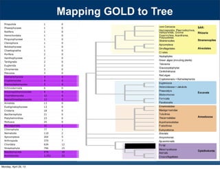 Priapulida 1 0
Phaeophyceae 1 0
Rotifera 1 0
Hemichordata 1 0
Pinguiophyceae 1 0
Ctenophora 1 0
Bolidophyceae 1 0
Chaetognatha 1 0
Porifera 2 0
Xanthophyceae 2 0
Tardigrada 2 0
Euglenida 2 0
Chromerida 3 0
Placozoa 3 0
Glomeromycota 3 0
Cryptomycota 4 0
Blastocladiomycota 5 0
Echinodermata 6 0
Entomophthoromycota 9 0
Chytridiomycota 12 0
Neocallimastigomycota 12 0
Annelida 13 0
Eustigmatophyceae 13 0
Cnidaria 18 0
Bacillariophyta 21 0
Platyhelminthes 23 0
Mollusca 25 0
Microsporidia 31 1
Chlorophyta 77 1
Nematoda 110 2
Apicomplexa 264 5
Arthropoda 370 7
Chordata 626 12
Streptophyta 796 15
Basidiomycota 976 18
Ascomycota 1,251 23
530 SYSTEMATIC BIOLOGY VOL. 59
a 97-taxon data set of Rhizaria that included all lin-
eages with previously published data plus additional
multigene data for 12 taxa added for this study (Table
S1). Three major clades are strongly supported, though
the relationships among them are unresolved: i) Cerco-
zoa, ii) Foraminifera plus Polycystinea and Acantharea
(formerly classiﬁed with Phaeodarea as radiolarians),
and (iii) the parasitic Haplosporidia and Plasmodio-
phorida with Gromia and vampyrellids (Fig. 3; Bass
et al. 2009). We show that Theratromyxa, a nematode-
eating soil amoeba, is related to vampyrellid amoebae
(Fig. 3; 100% BS), and together they are sister to the plant
parasites plasmodiophorids (100% BS). The SSU-rDNA
sequence for Theratromyxa is identical to an amoeba iso-
lated from Siberia where it was identiﬁed as Arachnula
impatiens (EU567294; Bass et al. 2009).
The topology within the Excavata is consistent with
previous hypotheses and clades with ultrastructural
identities (Simpson 2003; Fig. 4), when contaminant
EST data originally mislabeled as Streblomastix strix
are excluded (Slamovits and Keeling 2006). Excavata
is often polyphyletic in other analyses because Malaw-
imonas branches outside the other clades of Excavata
(Rodr´ıguez-Ezpeleta et al. 2007a; Hampl et al. 2009),
whereas in analyses of fewer genes Excavata mem-
bers fall into 2 or 3 clades (Parfrey et al. 2006; Simp-
son et al. 2006). Although Malawimonas nests robustly
within Excavata in our analyses, it does not have a
stable sister group and may represent an independent
lineage (Fig. 4). Our analyses conﬁrm that Stephanopogon
(unplaced in Patterson 1999) branches within Heterolo-
bosea (Cavalier-Smith and Nikolaev 2008; Yubuki and
Leander 2008) and suggests that another enigmatic ﬂag-
ellate, ATCC 50646 (tentatively named Soginia anisocys-
tis) is a basal member of Heterolobosea.
FIGURE 5. Summary of major ﬁndings—the evolutionary relation-
ships among major lineages of eukaryotes. Clades have been collapsed
included all lin-
a plus additional
this study (Table
esolved: i) Cerco-
as radiolarians),
and Plasmodio-
Bass
a nematode-
pyrellid amoebae
sister to the plant
to an amoeba iso-
Arachnula
th ultrastructural
hen contaminant
). Excavata
Malaw-
),
s Excavata mem-
Simp-
t an independent
within Heterolo-
er enigmatic ﬂag-
Soginia anisocys-
Mapping GOLD to Tree
Monday, April 29, 13
 