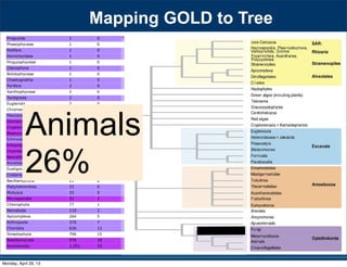Priapulida 1 0
Phaeophyceae 1 0
Rotifera 1 0
Hemichordata 1 0
Pinguiophyceae 1 0
Ctenophora 1 0
Bolidophyceae 1 0
Chaetognatha 1 0
Porifera 2 0
Xanthophyceae 2 0
Tardigrada 2 0
Euglenida 2 0
Chromerida 3 0
Placozoa 3 0
Glomeromycota 3 0
Cryptomycota 4 0
Blastocladiomycota 5 0
Echinodermata 6 0
Entomophthoromycota 9 0
Chytridiomycota 12 0
Neocallimastigomycota 12 0
Annelida 13 0
Eustigmatophyceae 13 0
Cnidaria 18 0
Bacillariophyta 21 0
Platyhelminthes 23 0
Mollusca 25 0
Microsporidia 31 1
Chlorophyta 77 1
Nematoda 110 2
Apicomplexa 264 5
Arthropoda 370 7
Chordata 626 12
Streptophyta 796 15
Basidiomycota 976 18
Ascomycota 1,251 23
530 SYSTEMATIC BIOLOGY VOL. 59
a 97-taxon data set of Rhizaria that included all lin-
eages with previously published data plus additional
multigene data for 12 taxa added for this study (Table
S1). Three major clades are strongly supported, though
the relationships among them are unresolved: i) Cerco-
zoa, ii) Foraminifera plus Polycystinea and Acantharea
(formerly classiﬁed with Phaeodarea as radiolarians),
and (iii) the parasitic Haplosporidia and Plasmodio-
phorida with Gromia and vampyrellids (Fig. 3; Bass
et al. 2009). We show that Theratromyxa, a nematode-
eating soil amoeba, is related to vampyrellid amoebae
(Fig. 3; 100% BS), and together they are sister to the plant
parasites plasmodiophorids (100% BS). The SSU-rDNA
sequence for Theratromyxa is identical to an amoeba iso-
lated from Siberia where it was identiﬁed as Arachnula
impatiens (EU567294; Bass et al. 2009).
The topology within the Excavata is consistent with
previous hypotheses and clades with ultrastructural
identities (Simpson 2003; Fig. 4), when contaminant
EST data originally mislabeled as Streblomastix strix
are excluded (Slamovits and Keeling 2006). Excavata
is often polyphyletic in other analyses because Malaw-
imonas branches outside the other clades of Excavata
(Rodr´ıguez-Ezpeleta et al. 2007a; Hampl et al. 2009),
whereas in analyses of fewer genes Excavata mem-
bers fall into 2 or 3 clades (Parfrey et al. 2006; Simp-
son et al. 2006). Although Malawimonas nests robustly
within Excavata in our analyses, it does not have a
stable sister group and may represent an independent
lineage (Fig. 4). Our analyses conﬁrm that Stephanopogon
(unplaced in Patterson 1999) branches within Heterolo-
bosea (Cavalier-Smith and Nikolaev 2008; Yubuki and
Leander 2008) and suggests that another enigmatic ﬂag-
ellate, ATCC 50646 (tentatively named Soginia anisocys-
tis) is a basal member of Heterolobosea.
FIGURE 5. Summary of major ﬁndings—the evolutionary relation-
ships among major lineages of eukaryotes. Clades have been collapsed
included all lin-
a plus additional
this study (Table
esolved: i) Cerco-
as radiolarians),
and Plasmodio-
Bass
a nematode-
pyrellid amoebae
sister to the plant
to an amoeba iso-
Arachnula
th ultrastructural
hen contaminant
). Excavata
Malaw-
),
s Excavata mem-
Simp-
t an independent
within Heterolo-
er enigmatic ﬂag-
Soginia anisocys-
Animals
26%
Mapping GOLD to Tree
Monday, April 29, 13
 