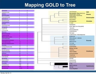 Priapulida 1 0
Phaeophyceae 1 0
Rotifera 1 0
Hemichordata 1 0
Pinguiophyceae 1 0
Ctenophora 1 0
Bolidophyceae 1 0
Chaetognatha 1 0
Porifera 2 0
Xanthophyceae 2 0
Tardigrada 2 0
Euglenida 2 0
Chromerida 3 0
Placozoa 3 0
Glomeromycota 3 0
Cryptomycota 4 0
Blastocladiomycota 5 0
Echinodermata 6 0
Entomophthoromycota 9 0
Chytridiomycota 12 0
Neocallimastigomycota 12 0
Annelida 13 0
Eustigmatophyceae 13 0
Cnidaria 18 0
Bacillariophyta 21 0
Platyhelminthes 23 0
Mollusca 25 0
Microsporidia 31 1
Chlorophyta 77 1
Nematoda 110 2
Apicomplexa 264 5
Arthropoda 370 7
Chordata 626 12
Streptophyta 796 15
Basidiomycota 976 18
Ascomycota 1,251 23
530 SYSTEMATIC BIOLOGY VOL. 59
a 97-taxon data set of Rhizaria that included all lin-
eages with previously published data plus additional
multigene data for 12 taxa added for this study (Table
S1). Three major clades are strongly supported, though
the relationships among them are unresolved: i) Cerco-
zoa, ii) Foraminifera plus Polycystinea and Acantharea
(formerly classiﬁed with Phaeodarea as radiolarians),
and (iii) the parasitic Haplosporidia and Plasmodio-
phorida with Gromia and vampyrellids (Fig. 3; Bass
et al. 2009). We show that Theratromyxa, a nematode-
eating soil amoeba, is related to vampyrellid amoebae
(Fig. 3; 100% BS), and together they are sister to the plant
parasites plasmodiophorids (100% BS). The SSU-rDNA
sequence for Theratromyxa is identical to an amoeba iso-
lated from Siberia where it was identiﬁed as Arachnula
impatiens (EU567294; Bass et al. 2009).
The topology within the Excavata is consistent with
previous hypotheses and clades with ultrastructural
identities (Simpson 2003; Fig. 4), when contaminant
EST data originally mislabeled as Streblomastix strix
are excluded (Slamovits and Keeling 2006). Excavata
is often polyphyletic in other analyses because Malaw-
imonas branches outside the other clades of Excavata
(Rodr´ıguez-Ezpeleta et al. 2007a; Hampl et al. 2009),
whereas in analyses of fewer genes Excavata mem-
bers fall into 2 or 3 clades (Parfrey et al. 2006; Simp-
son et al. 2006). Although Malawimonas nests robustly
within Excavata in our analyses, it does not have a
stable sister group and may represent an independent
lineage (Fig. 4). Our analyses conﬁrm that Stephanopogon
(unplaced in Patterson 1999) branches within Heterolo-
bosea (Cavalier-Smith and Nikolaev 2008; Yubuki and
Leander 2008) and suggests that another enigmatic ﬂag-
ellate, ATCC 50646 (tentatively named Soginia anisocys-
tis) is a basal member of Heterolobosea.
FIGURE 5. Summary of major ﬁndings—the evolutionary relation-
ships among major lineages of eukaryotes. Clades have been collapsed
included all lin-
a plus additional
this study (Table
esolved: i) Cerco-
as radiolarians),
and Plasmodio-
Bass
a nematode-
pyrellid amoebae
sister to the plant
to an amoeba iso-
Arachnula
th ultrastructural
hen contaminant
). Excavata
Malaw-
),
s Excavata mem-
Simp-
t an independent
within Heterolo-
er enigmatic ﬂag-
Soginia anisocys-
Mapping GOLD to Tree
Monday, April 29, 13
 