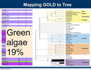 Priapulida 1 0
Phaeophyceae 1 0
Rotifera 1 0
Hemichordata 1 0
Pinguiophyceae 1 0
Ctenophora 1 0
Bolidophyceae 1 0
Chaetognatha 1 0
Porifera 2 0
Xanthophyceae 2 0
Tardigrada 2 0
Euglenida 2 0
Chromerida 3 0
Placozoa 3 0
Glomeromycota 3 0
Cryptomycota 4 0
Blastocladiomycota 5 0
Echinodermata 6 0
Entomophthoromycota 9 0
Chytridiomycota 12 0
Neocallimastigomycota 12 0
Annelida 13 0
Eustigmatophyceae 13 0
Cnidaria 18 0
Bacillariophyta 21 0
Platyhelminthes 23 0
Mollusca 25 0
Microsporidia 31 1
Chlorophyta 77 1
Nematoda 110 2
Apicomplexa 264 5
Arthropoda 370 7
Chordata 626 12
Streptophyta 796 15
Basidiomycota 976 18
Ascomycota 1,251 23
530 SYSTEMATIC BIOLOGY VOL. 59
a 97-taxon data set of Rhizaria that included all lin-
eages with previously published data plus additional
multigene data for 12 taxa added for this study (Table
S1). Three major clades are strongly supported, though
the relationships among them are unresolved: i) Cerco-
zoa, ii) Foraminifera plus Polycystinea and Acantharea
(formerly classiﬁed with Phaeodarea as radiolarians),
and (iii) the parasitic Haplosporidia and Plasmodio-
phorida with Gromia and vampyrellids (Fig. 3; Bass
et al. 2009). We show that Theratromyxa, a nematode-
eating soil amoeba, is related to vampyrellid amoebae
(Fig. 3; 100% BS), and together they are sister to the plant
parasites plasmodiophorids (100% BS). The SSU-rDNA
sequence for Theratromyxa is identical to an amoeba iso-
lated from Siberia where it was identiﬁed as Arachnula
impatiens (EU567294; Bass et al. 2009).
The topology within the Excavata is consistent with
previous hypotheses and clades with ultrastructural
identities (Simpson 2003; Fig. 4), when contaminant
EST data originally mislabeled as Streblomastix strix
are excluded (Slamovits and Keeling 2006). Excavata
is often polyphyletic in other analyses because Malaw-
imonas branches outside the other clades of Excavata
(Rodr´ıguez-Ezpeleta et al. 2007a; Hampl et al. 2009),
whereas in analyses of fewer genes Excavata mem-
bers fall into 2 or 3 clades (Parfrey et al. 2006; Simp-
son et al. 2006). Although Malawimonas nests robustly
within Excavata in our analyses, it does not have a
stable sister group and may represent an independent
lineage (Fig. 4). Our analyses conﬁrm that Stephanopogon
(unplaced in Patterson 1999) branches within Heterolo-
bosea (Cavalier-Smith and Nikolaev 2008; Yubuki and
Leander 2008) and suggests that another enigmatic ﬂag-
ellate, ATCC 50646 (tentatively named Soginia anisocys-
tis) is a basal member of Heterolobosea.
FIGURE 5. Summary of major ﬁndings—the evolutionary relation-
ships among major lineages of eukaryotes. Clades have been collapsed
included all lin-
a plus additional
this study (Table
esolved: i) Cerco-
as radiolarians),
and Plasmodio-
Bass
a nematode-
pyrellid amoebae
sister to the plant
to an amoeba iso-
Arachnula
th ultrastructural
hen contaminant
). Excavata
Malaw-
),
s Excavata mem-
Simp-
t an independent
within Heterolo-
er enigmatic ﬂag-
Soginia anisocys-
Green
algae
19%
Mapping GOLD to Tree
Monday, April 29, 13
 