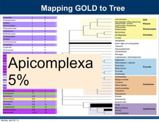 Priapulida 1 0
Phaeophyceae 1 0
Rotifera 1 0
Hemichordata 1 0
Pinguiophyceae 1 0
Ctenophora 1 0
Bolidophyceae 1 0
Chaetognatha 1 0
Porifera 2 0
Xanthophyceae 2 0
Tardigrada 2 0
Euglenida 2 0
Chromerida 3 0
Placozoa 3 0
Glomeromycota 3 0
Cryptomycota 4 0
Blastocladiomycota 5 0
Echinodermata 6 0
Entomophthoromycota 9 0
Chytridiomycota 12 0
Neocallimastigomycota 12 0
Annelida 13 0
Eustigmatophyceae 13 0
Cnidaria 18 0
Bacillariophyta 21 0
Platyhelminthes 23 0
Mollusca 25 0
Microsporidia 31 1
Chlorophyta 77 1
Nematoda 110 2
Apicomplexa 264 5
Arthropoda 370 7
Chordata 626 12
Streptophyta 796 15
Basidiomycota 976 18
Ascomycota 1,251 23
530 SYSTEMATIC BIOLOGY VOL. 59
a 97-taxon data set of Rhizaria that included all lin-
eages with previously published data plus additional
multigene data for 12 taxa added for this study (Table
S1). Three major clades are strongly supported, though
the relationships among them are unresolved: i) Cerco-
zoa, ii) Foraminifera plus Polycystinea and Acantharea
(formerly classiﬁed with Phaeodarea as radiolarians),
and (iii) the parasitic Haplosporidia and Plasmodio-
phorida with Gromia and vampyrellids (Fig. 3; Bass
et al. 2009). We show that Theratromyxa, a nematode-
eating soil amoeba, is related to vampyrellid amoebae
(Fig. 3; 100% BS), and together they are sister to the plant
parasites plasmodiophorids (100% BS). The SSU-rDNA
sequence for Theratromyxa is identical to an amoeba iso-
lated from Siberia where it was identiﬁed as Arachnula
impatiens (EU567294; Bass et al. 2009).
The topology within the Excavata is consistent with
previous hypotheses and clades with ultrastructural
identities (Simpson 2003; Fig. 4), when contaminant
EST data originally mislabeled as Streblomastix strix
are excluded (Slamovits and Keeling 2006). Excavata
is often polyphyletic in other analyses because Malaw-
imonas branches outside the other clades of Excavata
(Rodr´ıguez-Ezpeleta et al. 2007a; Hampl et al. 2009),
whereas in analyses of fewer genes Excavata mem-
bers fall into 2 or 3 clades (Parfrey et al. 2006; Simp-
son et al. 2006). Although Malawimonas nests robustly
within Excavata in our analyses, it does not have a
stable sister group and may represent an independent
lineage (Fig. 4). Our analyses conﬁrm that Stephanopogon
(unplaced in Patterson 1999) branches within Heterolo-
bosea (Cavalier-Smith and Nikolaev 2008; Yubuki and
Leander 2008) and suggests that another enigmatic ﬂag-
ellate, ATCC 50646 (tentatively named Soginia anisocys-
tis) is a basal member of Heterolobosea.
FIGURE 5. Summary of major ﬁndings—the evolutionary relation-
ships among major lineages of eukaryotes. Clades have been collapsed
included all lin-
a plus additional
this study (Table
esolved: i) Cerco-
as radiolarians),
and Plasmodio-
Bass
a nematode-
pyrellid amoebae
sister to the plant
to an amoeba iso-
Arachnula
th ultrastructural
hen contaminant
). Excavata
Malaw-
),
s Excavata mem-
Simp-
t an independent
within Heterolo-
er enigmatic ﬂag-
Soginia anisocys-
Apicomplexa
5%
Mapping GOLD to Tree
Monday, April 29, 13
 