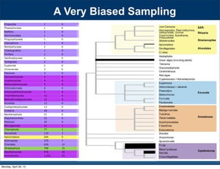 Priapulida 1 0
Phaeophyceae 1 0
Rotifera 1 0
Hemichordata 1 0
Pinguiophyceae 1 0
Ctenophora 1 0
Bolidophyceae 1 0
Chaetognatha 1 0
Porifera 2 0
Xanthophyceae 2 0
Tardigrada 2 0
Euglenida 2 0
Chromerida 3 0
Placozoa 3 0
Glomeromycota 3 0
Cryptomycota 4 0
Blastocladiomycota 5 0
Echinodermata 6 0
Entomophthoromycota 9 0
Chytridiomycota 12 0
Neocallimastigomycota 12 0
Annelida 13 0
Eustigmatophyceae 13 0
Cnidaria 18 0
Bacillariophyta 21 0
Platyhelminthes 23 0
Mollusca 25 0
Microsporidia 31 1
Chlorophyta 77 1
Nematoda 110 2
Apicomplexa 264 5
Arthropoda 370 7
Chordata 626 12
Streptophyta 796 15
Basidiomycota 976 18
Ascomycota 1,251 23
530 SYSTEMATIC BIOLOGY VOL. 59
a 97-taxon data set of Rhizaria that included all lin-
eages with previously published data plus additional
multigene data for 12 taxa added for this study (Table
S1). Three major clades are strongly supported, though
the relationships among them are unresolved: i) Cerco-
zoa, ii) Foraminifera plus Polycystinea and Acantharea
(formerly classiﬁed with Phaeodarea as radiolarians),
and (iii) the parasitic Haplosporidia and Plasmodio-
phorida with Gromia and vampyrellids (Fig. 3; Bass
et al. 2009). We show that Theratromyxa, a nematode-
eating soil amoeba, is related to vampyrellid amoebae
(Fig. 3; 100% BS), and together they are sister to the plant
parasites plasmodiophorids (100% BS). The SSU-rDNA
sequence for Theratromyxa is identical to an amoeba iso-
lated from Siberia where it was identiﬁed as Arachnula
impatiens (EU567294; Bass et al. 2009).
The topology within the Excavata is consistent with
previous hypotheses and clades with ultrastructural
identities (Simpson 2003; Fig. 4), when contaminant
EST data originally mislabeled as Streblomastix strix
are excluded (Slamovits and Keeling 2006). Excavata
is often polyphyletic in other analyses because Malaw-
imonas branches outside the other clades of Excavata
(Rodr´ıguez-Ezpeleta et al. 2007a; Hampl et al. 2009),
whereas in analyses of fewer genes Excavata mem-
bers fall into 2 or 3 clades (Parfrey et al. 2006; Simp-
son et al. 2006). Although Malawimonas nests robustly
within Excavata in our analyses, it does not have a
stable sister group and may represent an independent
lineage (Fig. 4). Our analyses conﬁrm that Stephanopogon
(unplaced in Patterson 1999) branches within Heterolo-
bosea (Cavalier-Smith and Nikolaev 2008; Yubuki and
Leander 2008) and suggests that another enigmatic ﬂag-
ellate, ATCC 50646 (tentatively named Soginia anisocys-
tis) is a basal member of Heterolobosea.
FIGURE 5. Summary of major ﬁndings—the evolutionary relation-
ships among major lineages of eukaryotes. Clades have been collapsed
included all lin-
a plus additional
this study (Table
esolved: i) Cerco-
as radiolarians),
and Plasmodio-
Bass
a nematode-
pyrellid amoebae
sister to the plant
to an amoeba iso-
Arachnula
th ultrastructural
hen contaminant
). Excavata
Malaw-
),
s Excavata mem-
Simp-
t an independent
within Heterolo-
er enigmatic ﬂag-
Soginia anisocys-
A Very Biased Sampling
Monday, April 29, 13
 