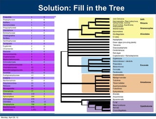 Solution: Fill in the Tree
Priapulida 1 0
Phaeophyceae 1 0
Rotifera 1 0
Hemichordata 1 0
Pinguiophyceae 1 0
Ctenophora 1 0
Bolidophyceae 1 0
Chaetognatha 1 0
Porifera 2 0
Xanthophyceae 2 0
Tardigrada 2 0
Euglenida 2 0
Chromerida 3 0
Placozoa 3 0
Glomeromycota 3 0
Cryptomycota 4 0
Blastocladiomycota 5 0
Echinodermata 6 0
Entomophthoromycota 9 0
Chytridiomycota 12 0
Neocallimastigomycota 12 0
Annelida 13 0
Eustigmatophyceae 13 0
Cnidaria 18 0
Bacillariophyta 21 0
Platyhelminthes 23 0
Mollusca 25 0
Microsporidia 31 1
Chlorophyta 77 1
Nematoda 110 2
Apicomplexa 264 5
Arthropoda 370 7
Chordata 626 12
Streptophyta 796 15
Basidiomycota 976 18
Ascomycota 1,251 23
530 SYSTEMATIC BIOLOGY VOL. 59
a 97-taxon data set of Rhizaria that included all lin-
eages with previously published data plus additional
multigene data for 12 taxa added for this study (Table
S1). Three major clades are strongly supported, though
the relationships among them are unresolved: i) Cerco-
zoa, ii) Foraminifera plus Polycystinea and Acantharea
(formerly classiﬁed with Phaeodarea as radiolarians),
and (iii) the parasitic Haplosporidia and Plasmodio-
phorida with Gromia and vampyrellids (Fig. 3; Bass
et al. 2009). We show that Theratromyxa, a nematode-
eating soil amoeba, is related to vampyrellid amoebae
(Fig. 3; 100% BS), and together they are sister to the plant
parasites plasmodiophorids (100% BS). The SSU-rDNA
sequence for Theratromyxa is identical to an amoeba iso-
lated from Siberia where it was identiﬁed as Arachnula
impatiens (EU567294; Bass et al. 2009).
The topology within the Excavata is consistent with
previous hypotheses and clades with ultrastructural
identities (Simpson 2003; Fig. 4), when contaminant
EST data originally mislabeled as Streblomastix strix
are excluded (Slamovits and Keeling 2006). Excavata
is often polyphyletic in other analyses because Malaw-
imonas branches outside the other clades of Excavata
(Rodr´ıguez-Ezpeleta et al. 2007a; Hampl et al. 2009),
whereas in analyses of fewer genes Excavata mem-
bers fall into 2 or 3 clades (Parfrey et al. 2006; Simp-
son et al. 2006). Although Malawimonas nests robustly
within Excavata in our analyses, it does not have a
stable sister group and may represent an independent
lineage (Fig. 4). Our analyses conﬁrm that Stephanopogon
(unplaced in Patterson 1999) branches within Heterolo-
bosea (Cavalier-Smith and Nikolaev 2008; Yubuki and
Leander 2008) and suggests that another enigmatic ﬂag-
ellate, ATCC 50646 (tentatively named Soginia anisocys-
tis) is a basal member of Heterolobosea.
FIGURE 5. Summary of major ﬁndings—the evolutionary relation-
ships among major lineages of eukaryotes. Clades have been collapsed
SYSTEMATIC BIOLOGY
included all lin-
a plus additional
this study (Table
upported, though
esolved: i) Cerco-
a and Acantharea
as radiolarians),
and Plasmodio-
lids (Fig. 3; Bass
yxa, a nematode-
pyrellid amoebae
sister to the plant
). The SSU-rDNA
to an amoeba iso-
iﬁed as Arachnula
is consistent with
th ultrastructural
hen contaminant
Streblomastix strix
g 2006). Excavata
s because Malaw-
ades of Excavata
ampl et al. 2009),
s Excavata mem-
et al. 2006; Simp-
nas nests robustly
does not have a
t an independent
hat Stephanopogon
within Heterolo-
2008; Yubuki and
er enigmatic ﬂag-
d Soginia anisocys-
a.
FI G U R E 5. Summary of major ﬁndings
ships among major lineages of eukaryotes.Monday, April 29, 13
 