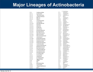 Major Lineages of Actinobacteria
2.5.1 Acidimicrobidae
2.5.1.1 Unclassified
2.5.1.2 "Microthrixineae
2.5.1.3 Acidimicrobineae
2.5.1.4 BD2-10
2.5.1.5 EB1017
2.5.2 Actinobacteridae
2.5.2.1 Unclassified
2.5.2.10 Ellin306/WR160
2.5.2.11 Ellin5012
2.5.2.12 Ellin5034
2.5.2.13 Frankineae
2.5.2.14 Glycomyces
2.5.2.15 Intrasporangiaceae
2.5.2.16 Kineosporiaceae
2.5.2.17 Microbacteriaceae
2.5.2.18 Micrococcaceae
2.5.2.19 Micromonosporaceae
2.5.2.2 Actinomyces
2.5.2.20 Propionibacterineae
2.5.2.21 Pseudonocardiaceae
2.5.2.22 Streptomycineae
2.5.2.23 Streptosporangineae
2.5.2.3 Actinomycineae
2.5.2.4 Actinosynnemataceae
2.5.2.5 Bifidobacteriaceae
2.5.2.6 Brevibacteriaceae
2.5.2.7 Cellulomonadaceae
2.5.2.8 Corynebacterineae
2.5.2.9 Dermabacteraceae
2.5.3 Coriobacteridae
2.5.3.1 Unclassified
2.5.3.2 Atopobiales
2.5.3.3 Coriobacteriales
2.5.3.4 Eggerthellales
2.5.4 OPB41
2.5.5 PK1
2.5.6 Rubrobacteridae
2.5.6.1 Unclassified
2.5.6.2 "Thermoleiphilaceae
2.5.6.3 MC47
2.5.6.4 Rubrobacteraceae
2.5 Actinobacteria
2.5.1 Acidimicrobidae
2.5.1.1 Unclassified
2.5.1.2 "Microthrixineae
2.5.1.3 Acidimicrobineae
2.5.1.3.1 Unclassified
2.5.1.3.2 Acidimicrobiaceae
2.5.1.4 BD2-10
2.5.1.5 EB1017
2.5.2 Actinobacteridae
2.5.2.1 Unclassified
2.5.2.10 Ellin306/WR160
2.5.2.11 Ellin5012
2.5.2.12 Ellin5034
2.5.2.13 Frankineae
2.5.2.13.1 Unclassified
2.5.2.13.2 Acidothermaceae
2.5.2.13.3 Ellin6090
2.5.2.13.4 Frankiaceae
2.5.2.13.5 Geodermatophilaceae
2.5.2.13.6 Microsphaeraceae
2.5.2.13.7 Sporichthyaceae
2.5.2.14 Glycomyces
2.5.2.15 Intrasporangiaceae
2.5.2.15.1 Unclassified
2.5.2.15.2 Dermacoccus
2.5.2.15.3 Intrasporangiaceae
2.5.2.16 Kineosporiaceae
2.5.2.17 Microbacteriaceae
2.5.2.17.1 Unclassified
2.5.2.17.2 Agrococcus
2.5.2.17.3 Agromyces
2.5.2.18 Micrococcaceae
2.5.2.19 Micromonosporaceae
2.5.2.2 Actinomyces
2.5.2.20 Propionibacterineae
2.5.2.20.1 Unclassified
2.5.2.20.2 Kribbella
2.5.2.20.3 Nocardioidaceae
2.5.2.20.4 Propionibacteriaceae
2.5.2.21 Pseudonocardiaceae
2.5.2.22 Streptomycineae
2.5.2.22.1 Unclassified
2.5.2.22.2 Kitasatospora
2.5.2.22.3 Streptacidiphilus
2.5.2.23 Streptosporangineae
2.5.2.23.1 Unclassified
2.5.2.23.2 Ellin5129
2.5.2.23.3 Nocardiopsaceae
2.5.2.23.4 Streptosporangiaceae
2.5.2.23.5 Thermomonosporaceae
2.5.2.3 Actinomycineae
2.5.2.4 Actinosynnemataceae
2.5.2.5 Bifidobacteriaceae
2.5.2.6 Brevibacteriaceae
2.5.2.7 Cellulomonadaceae
2.5.2.8 Corynebacterineae
2.5.2.8.1 Unclassified
2.5.2.8.2 Corynebacteriaceae
2.5.2.8.3 Dietziaceae
2.5.2.8.4 Gordoniaceae
2.5.2.8.5 Mycobacteriaceae
2.5.2.8.6 Rhodococcus
2.5.2.8.7 Rhodococcus
2.5.2.8.8 Rhodococcus
2.5.2.9 Dermabacteraceae
2.5.2.9.1 Unclassified
2.5.2.9.2 Brachybacterium
2.5.2.9.3 Dermabacter
2.5.3 Coriobacteridae
2.5.3.1 Unclassified
2.5.3.2 Atopobiales
2.5.3.3 Coriobacteriales
2.5.3.4 Eggerthellales
2.5.4 OPB41
2.5.5 PK1
2.5.6 Rubrobacteridae
2.5.6.1 Unclassified
2.5.6.2 "Thermoleiphilaceae
2.5.6.2.1 Unclassified
2.5.6.2.2 Conexibacter
2.5.6.2.3 XGE514
2.5.6.3 MC47
2.5.6.4 Rubrobacteraceae
Monday, April 29, 13
 