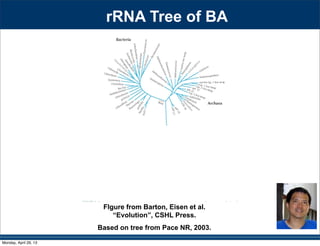 rRNA Tree of BA
FIgure from Barton, Eisen et al.
“Evolution”, CSHL Press.
Based on tree from Pace NR, 2003.
Monday, April 29, 13
 
