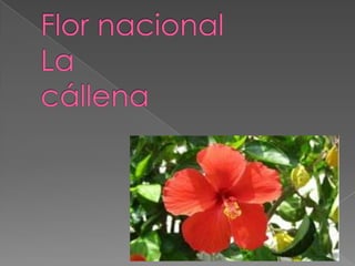 Símbolos de barranquilla