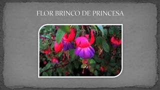 Semana Farroupilha - Símbolos gaúchos