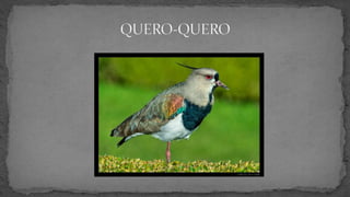 Semana Farroupilha - Símbolos gaúchos