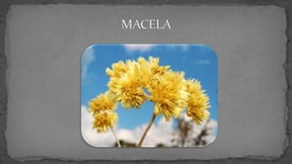 Semana Farroupilha - Símbolos gaúchos