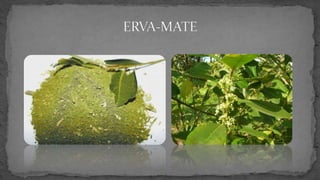 Semana Farroupilha - Símbolos gaúchos