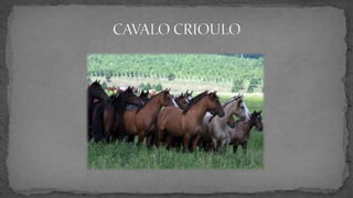 Semana Farroupilha - Símbolos gaúchos